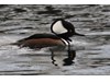 Photo of Lophodytes cucullatus